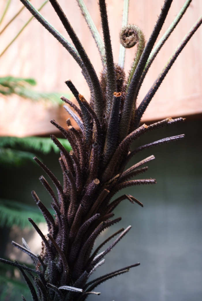 해고 - Cyathea spinulosa Wall ex HOOK