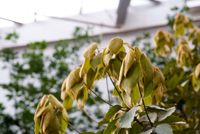 참식나무 - Neolitsea sericea (Blume) Koidz.
