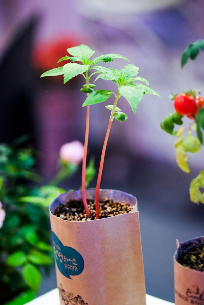 봉선화 - Balsam, Impatiens balsamina L.
