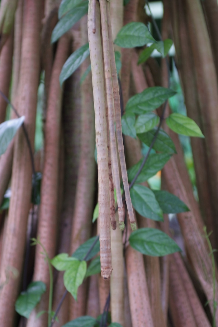 판다누스 - Common screwpine, Pandanus utilis Bory