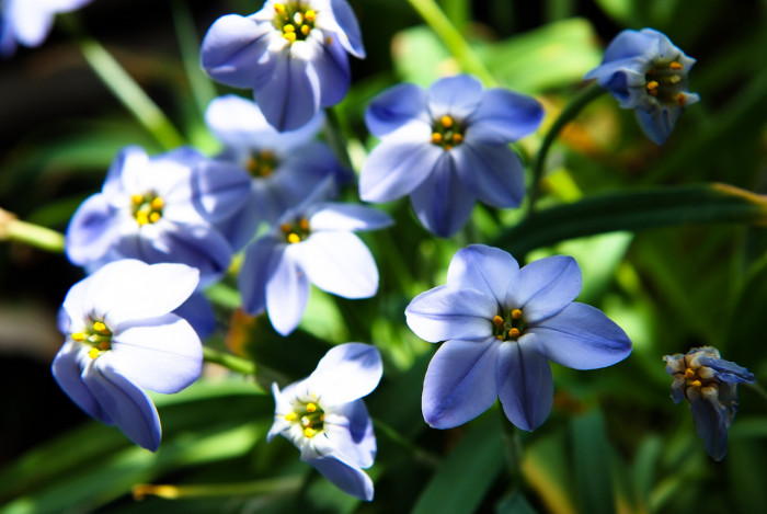 향기별꽃 - starflower, spring starflower, Ipheion uniflorum