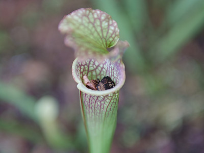 사라세니아 사진 - Sarracenia Photos