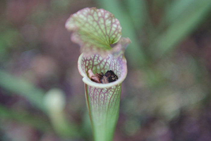사라세니아 - rubra, Sarracenia