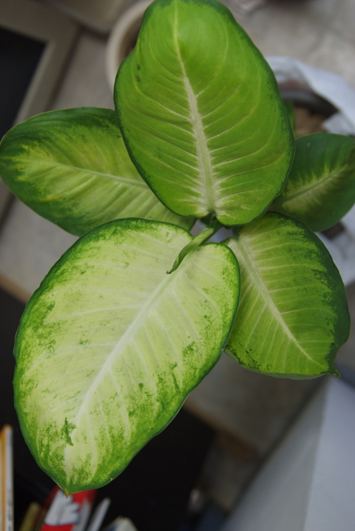 마리안느 - Dieffenbachia Camllla, Dieffenbachia amoena ‘Marianne’