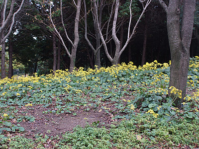 털머위 사진 - Farfugium japonicum (L.) Kitam. Photos
