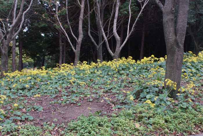 털머위 - Farfugium japonicum (L.) Kitam.