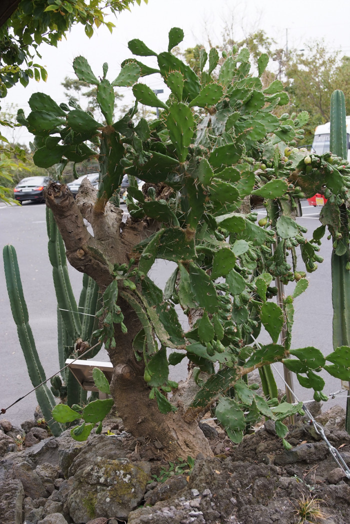선인장 - Opuntia ficus-indica Mill.
