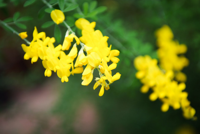 양골담초 - Cytisus scoparius (L.) Link