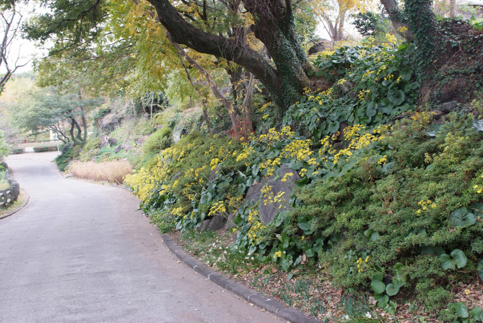 털머위 - Farfugium japonicum (L.) Kitam.
