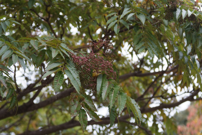 머귀나무 - Zanthoxylum ailanthoides Siebold & Zucc.