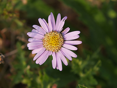 벌개미취 사진 - Aster koraiensis Photos