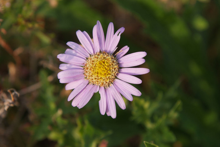 벌개미취 - Aster koraiensis