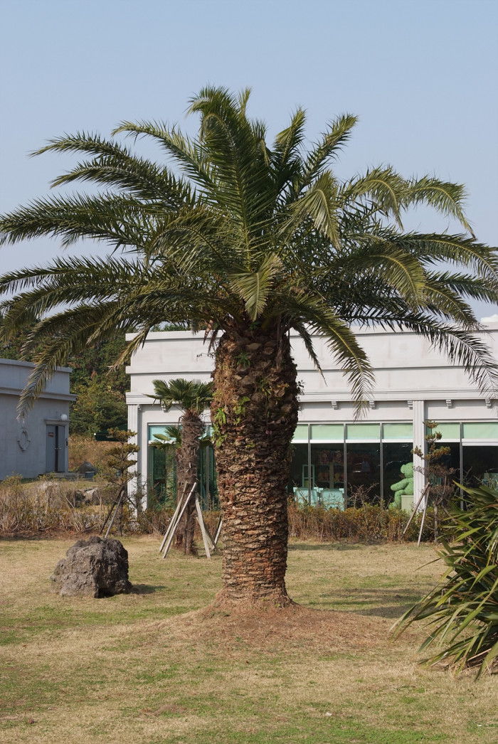 뷰티아야자 - Jelly palm, Butia odorata (Barb.Rodr.) Noblick