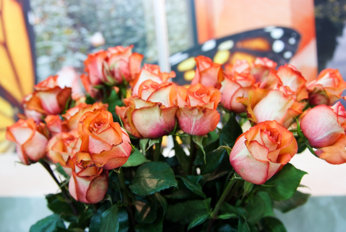 장미 - Rose, Rosa hybrida