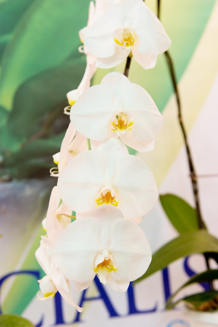 호접란 - Moth orchids, phalaenopsis