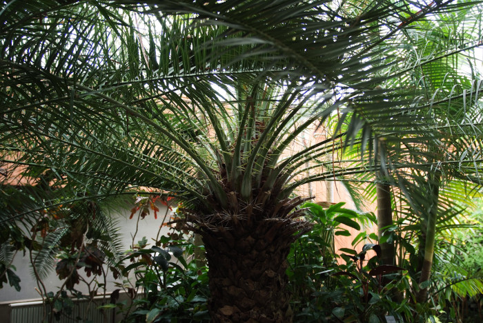 카나리아야자 - Canary Island date palm, Pineapple palm, Phoenix canariensis