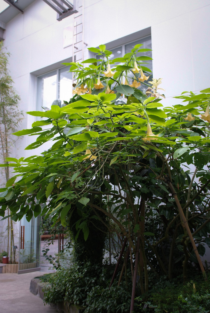 엔젤트롬펫 - Angels Trumpet, Growing Brugmansia