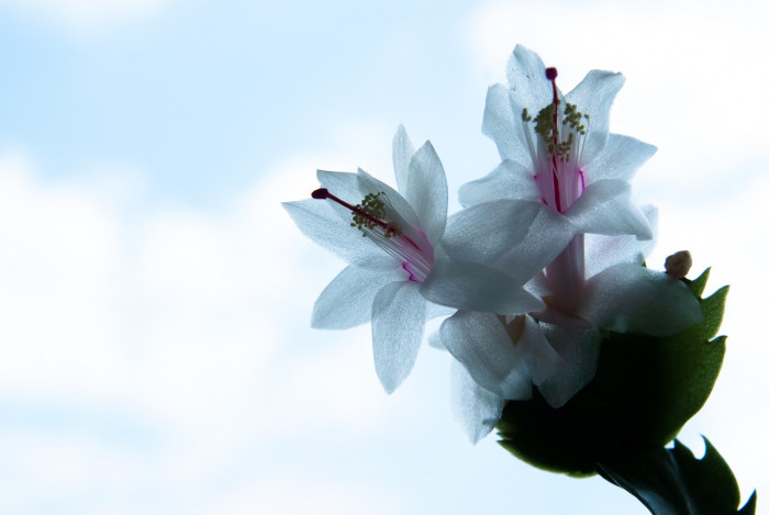 게발선인장 - Christmas cactus, Schlumbergera spp.
