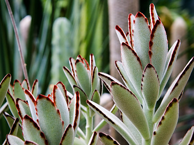 월토이 사진 - Kalanchoe \