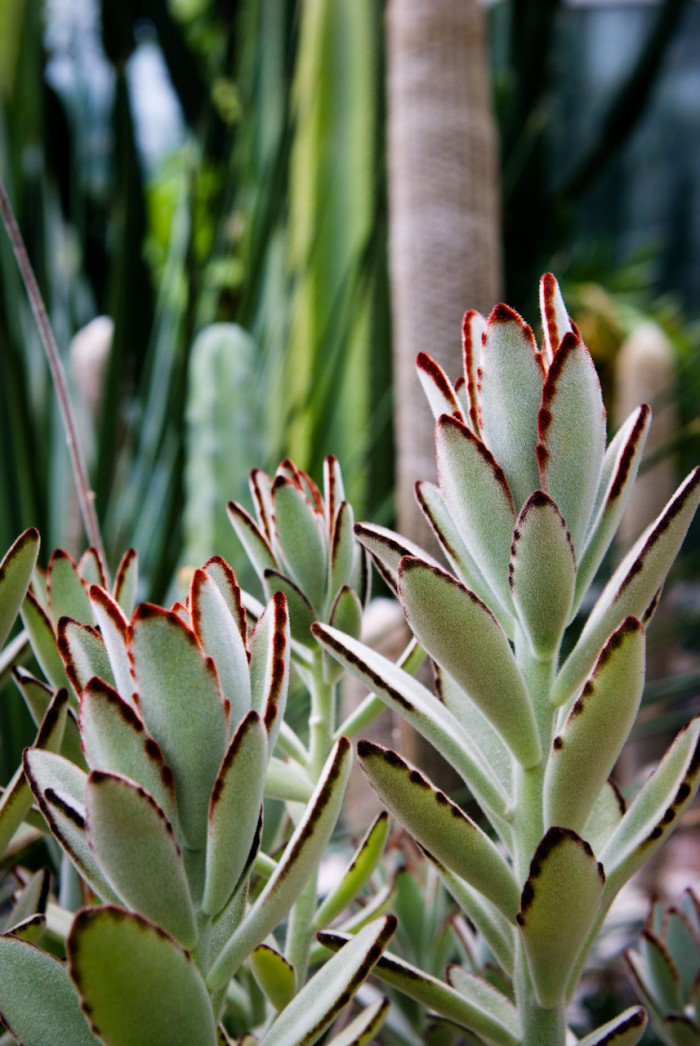 월토이 - panda plant, pussy ears, Kalanchoe &#034; tomentosa&#034;