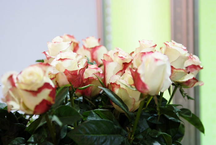 장미 - Rose, Rosa hybrida