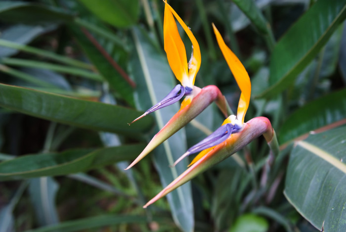 극락조화 - Bird of paradise, Strelitzia reginae