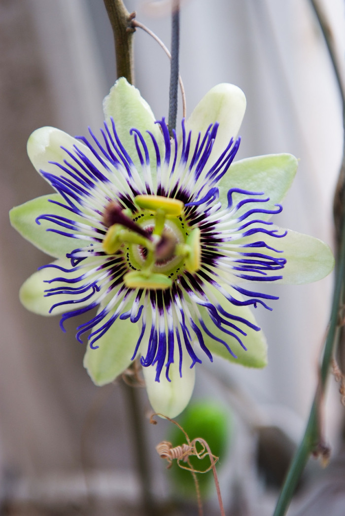 시계초 - passion flower, Passiflora caerulea