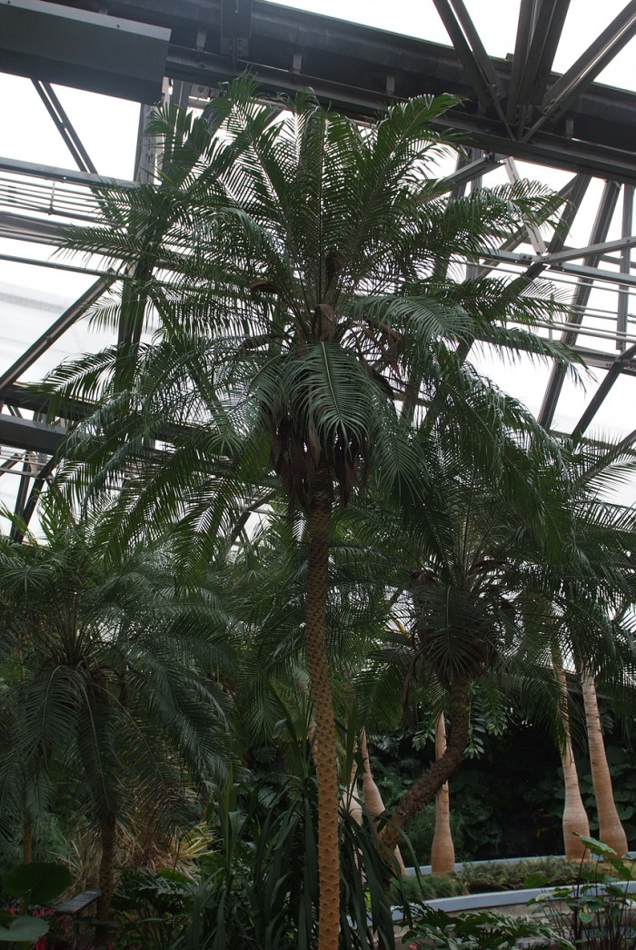 피닉스야자 - Miniature Date Palm, Pygmy Date Palm, Dwarf Date Palm, Phoenix roebelenii O