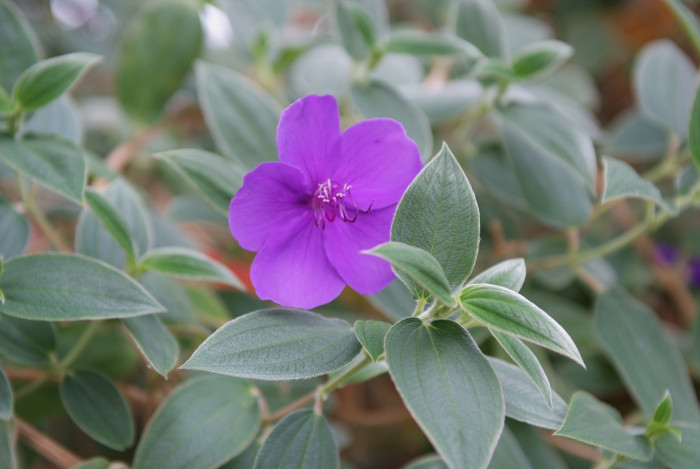 티보치나 - Glorybush, Princessflower, Tibouchina urvilleana (DC.) Cogn.