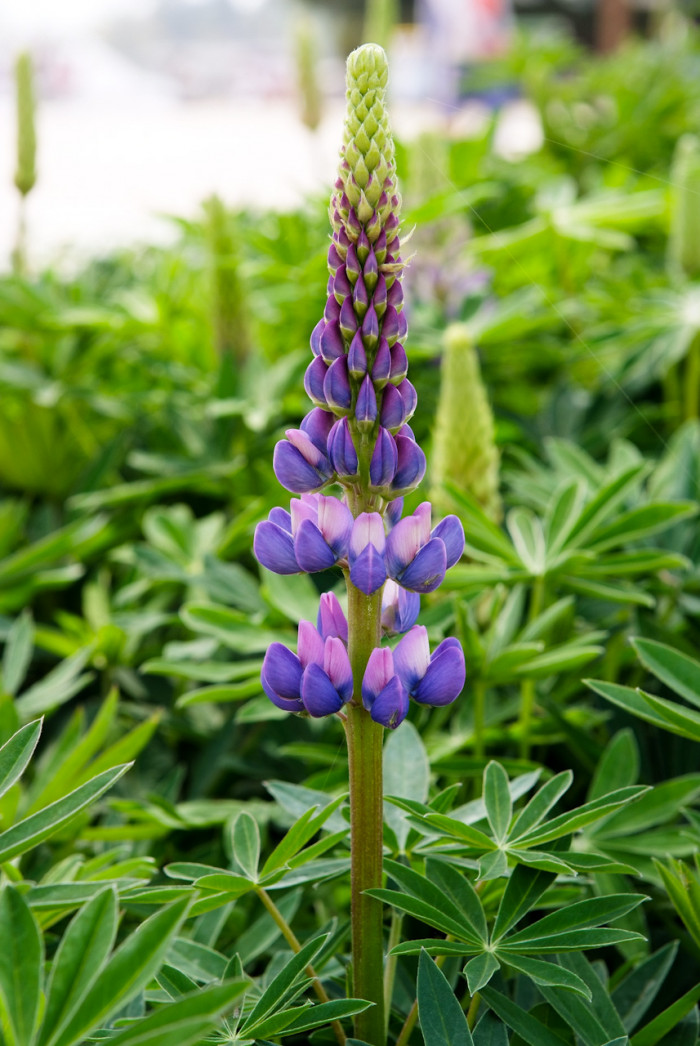 루피너스 - lupine, Lupinus spp