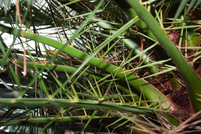 카나리아야자 - Canary Island date palm, Pineapple palm, Phoenix canariensis