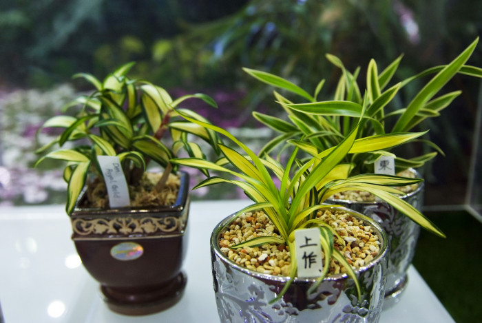 석곡 - Dendrobium, Dendrobium moniliforme (L.) Sw.