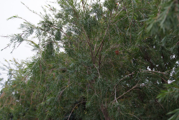 병솔나무 - Bottlebrush, Callistemon lanceolatus