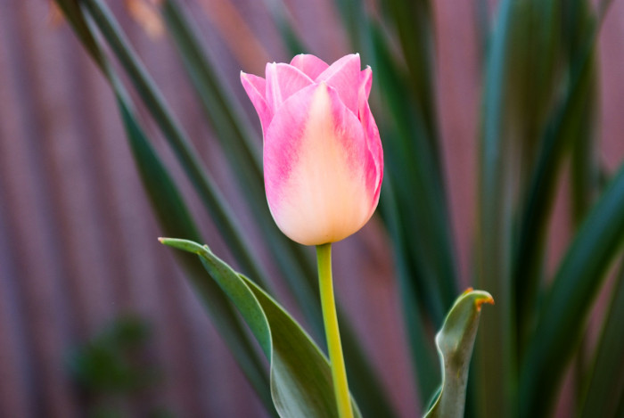 튤립 - Tulip, Tulipa gesneriana