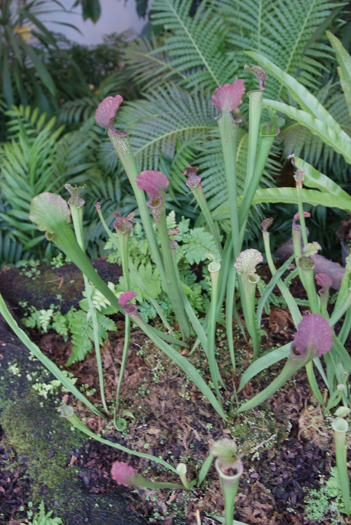 사라세니아 - rubra, Sarracenia