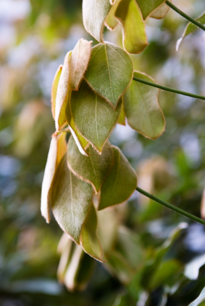 참식나무 - Neolitsea sericea (Blume) Koidz.