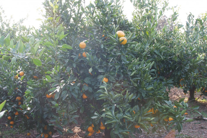 귤나무 -  , Citrus unshiu S.Marcov.