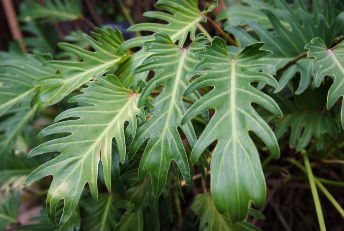 필로덴드론 셀로움 - Selloum philodendron, Philodendron bipinnatifidum