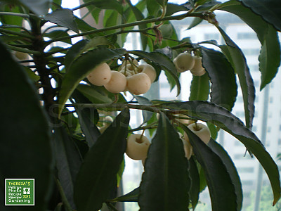 백량금 사진 - Ardisia crenata Sims Photos