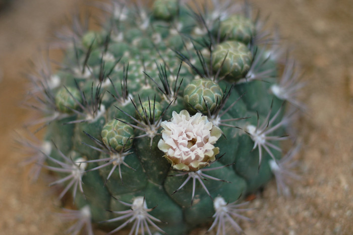 선인장 - Opuntia ficus-indica Mill.