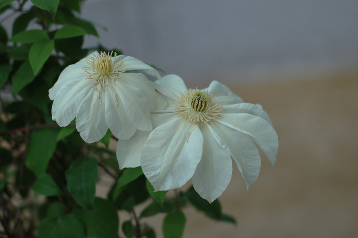 큰꽃으아리 - Clematis patens C.Morren & Decne.