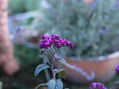 헬리오트롭 사진 - Heliotropium arborescens Photos