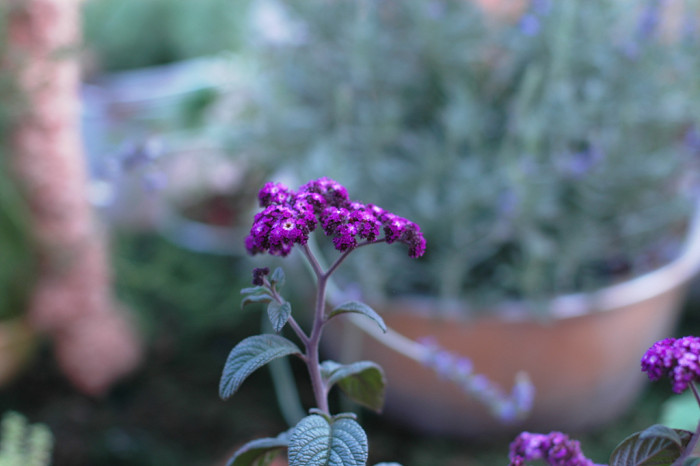 헬리오트롭 - Heliotropium peruviana, Heliotropium arborescens