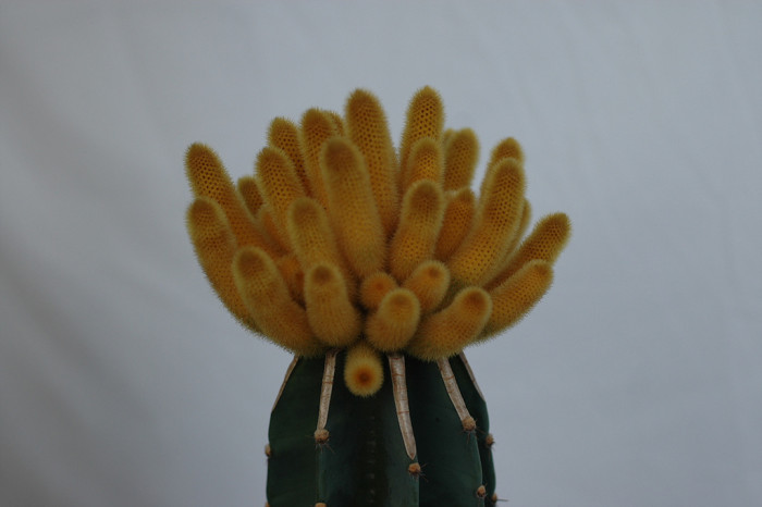 선인장 - Opuntia ficus-indica Mill.