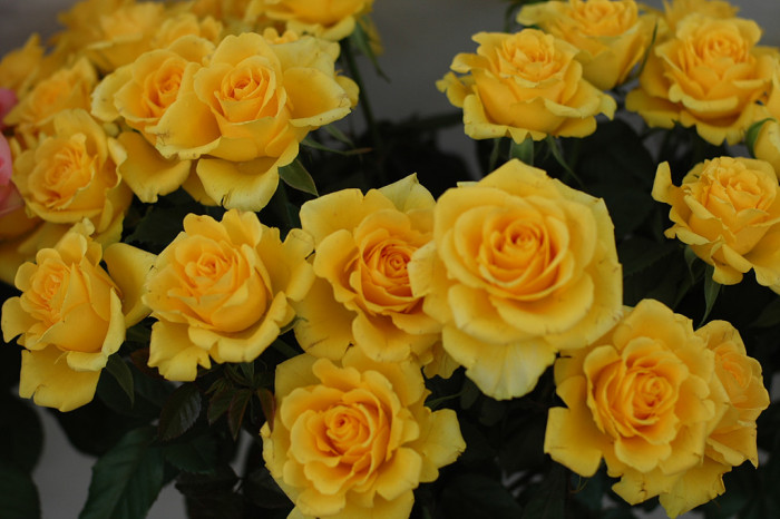 장미 - Rose, Rosa hybrida