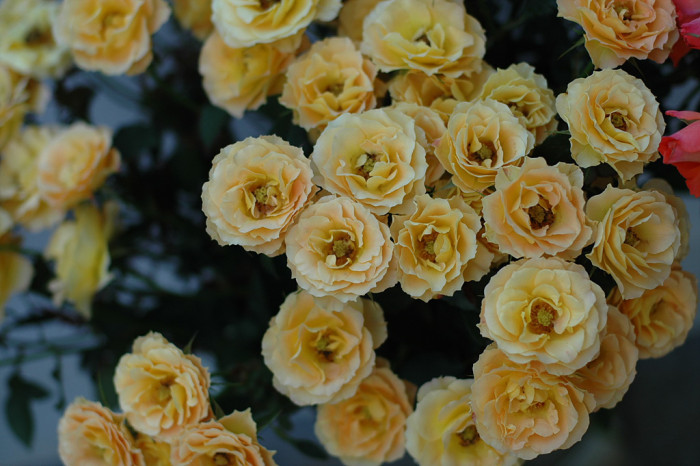 장미 - Rose, Rosa hybrida