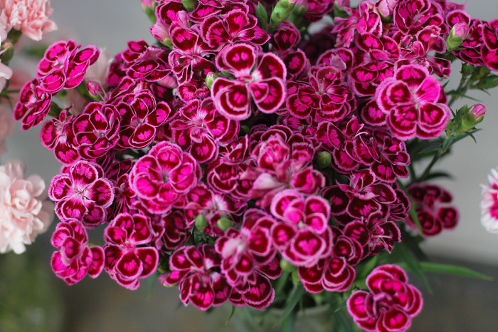 카네이션 - Bernard, Dianthus caryophyllus L.