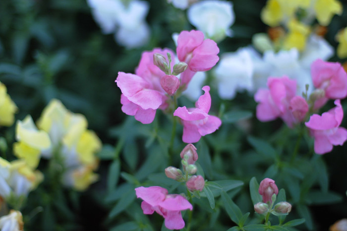 금어초 - snapdragon, Antirrhinum majus