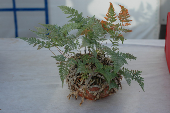 고사리 - 주써♡, Pteridium aquilinum var. latiusculum (Desv.) Underw. ex Hell.