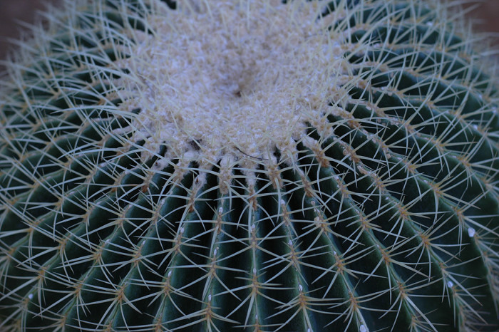 금호 - Golden Barrel, Echinocactus grusonii